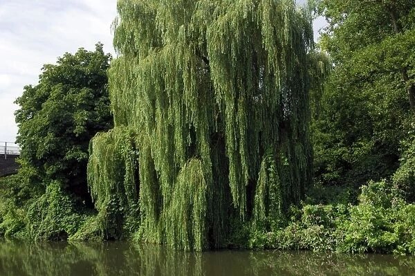 This Weeping Willow was found on a tributary of the Medway, near Tonbridge, Kent