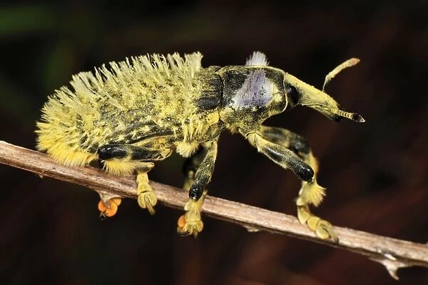 Weevil Beetle - Andasibe-Mantadia National Park - Madagascar