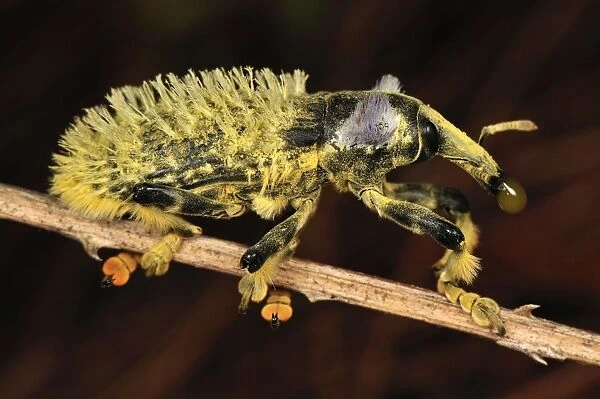 Weevil Beetle - Andasibe-Mantadia National Park - Madagascar