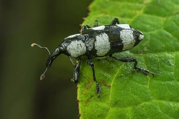 Weevil, beetle, black and white, Las Tangaras Bird
