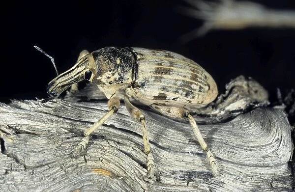 Weevil beetle - on dry branch of a Saxaul bush - Central Karakum desert - Turkmenistan - Spring - April Tm31. 0498