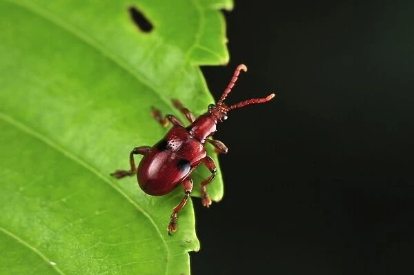 Weevil beetle - Tanjung Puting National Park - Kalimantan - Borneo - Indonesia