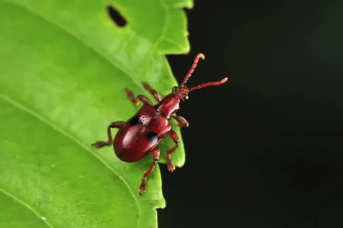 Framed Print : Weevil beetle - Tanjung Puting National Park - Kalimantan - Borneo - Indonesia Framed Print : Weevil beetle - Tanjung Puting National Park - Kalimantan - Borneo - Indonesia