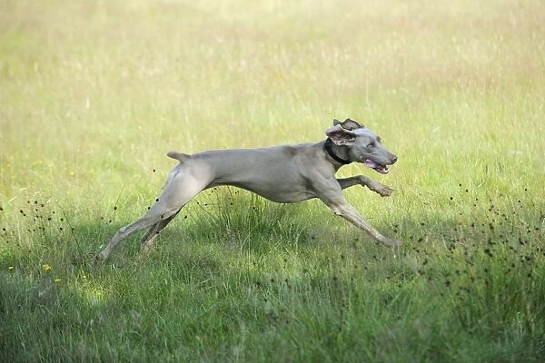 Weimaraner Dog - running through field