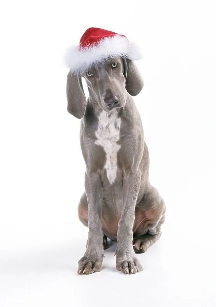 Weimaraner Dog - wearing Christmas hat