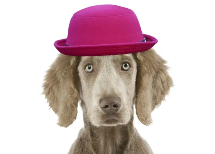 Framed Print : Weimaraner Dog wearing pink hat in studio Framed Print : Weimaraner Dog wearing pink hat in studio