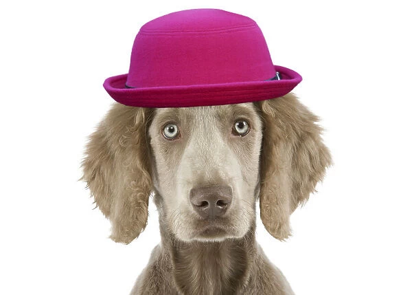 Weimaraner Dog wearing pink hat in studio Weimaraner Dog wearing pink hat in studio