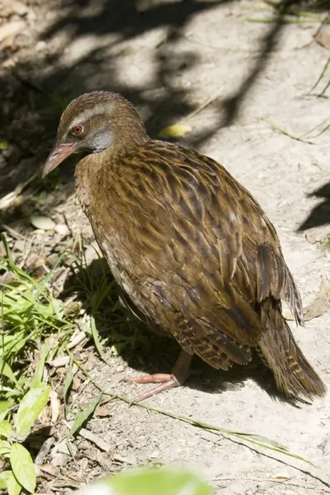 Framed Print : Weka / Woodhen. Kapiti island near Wellington New Zealand Framed Print : Weka / Woodhen. Kapiti island near Wellington New Zealand