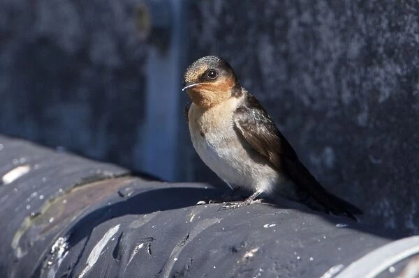 Welcome Swallow - perched - Waikuku, Canterbury, New Zealand