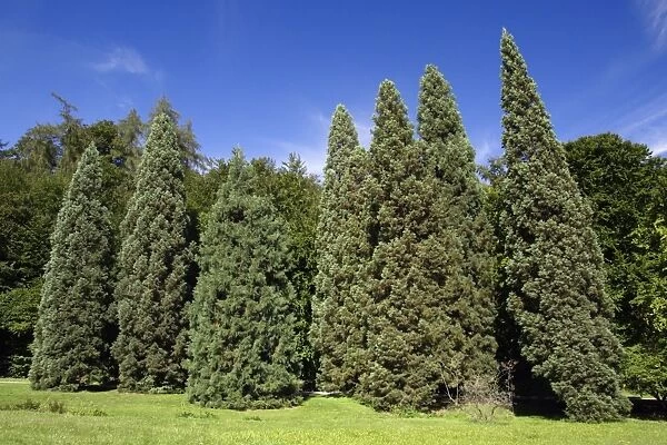 Wellingtonia or Giant Sequoia - row of mature trees in park, Hessen, Germany