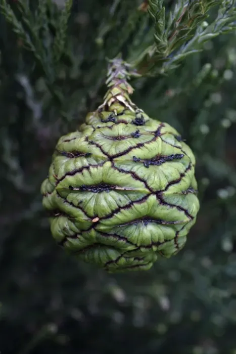 Framed Print : Wellingtonia or Giant Sequoia - unripened fruit or cone, Hessen, Germany Framed Print : Wellingtonia or Giant Sequoia - unripened fruit or cone, Hessen, Germany