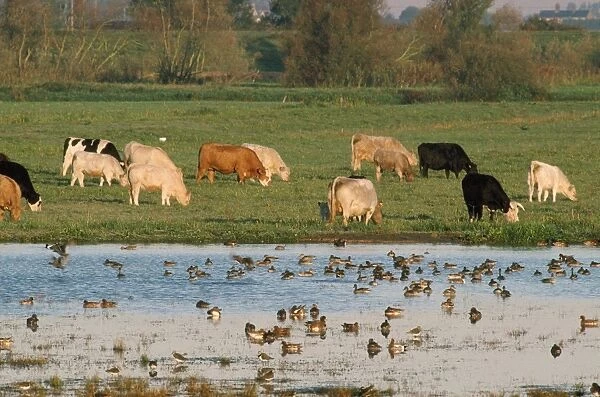Welney Flood - with cattle & wildfowl Ouse Washes nature reserve, UK