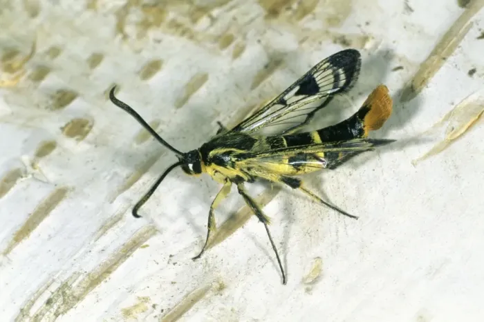 Framed Print : Welsh Clearwing - resting on birch stem, Lower Saxony, Germany Framed Print : Welsh Clearwing - resting on birch stem, Lower Saxony, Germany