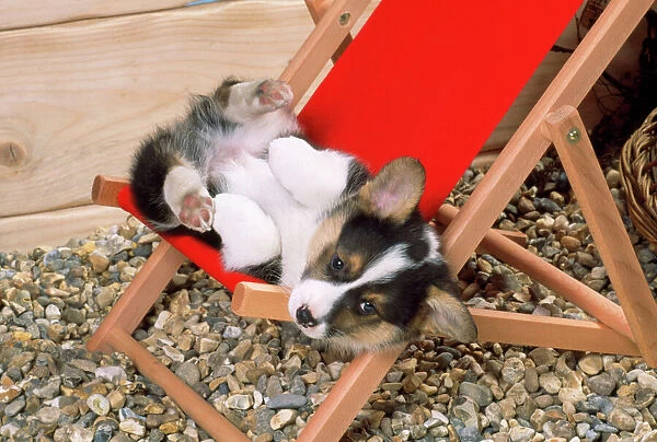 Welsh Corgi Dog - (Pembroke) puppy on deckchair