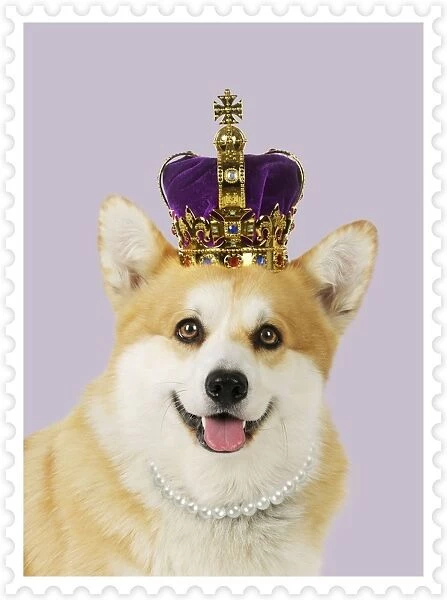 Welsh corgi Dog - wearing crown and pearls - on a stamp background Digital Manipulation: increased pearl size - background colour - stamp edge