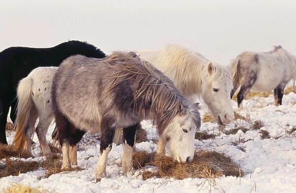 Welsh Mountain Ponies Rog 8022 (Horse) in snow Black Mountains © Bob Gibbons  /  ARDEA LONDON