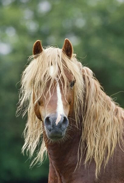 Welsh Moutain Pony - Stallion