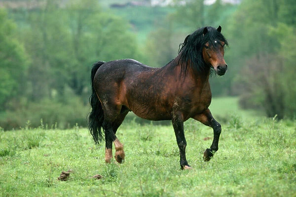 Welsh Moutain Pony - type A Stallion