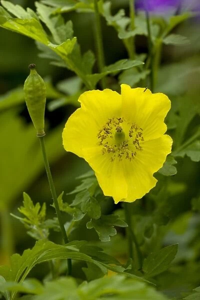Welsh poppy (Meconopsis cambrica), flower and fruit. Lake District