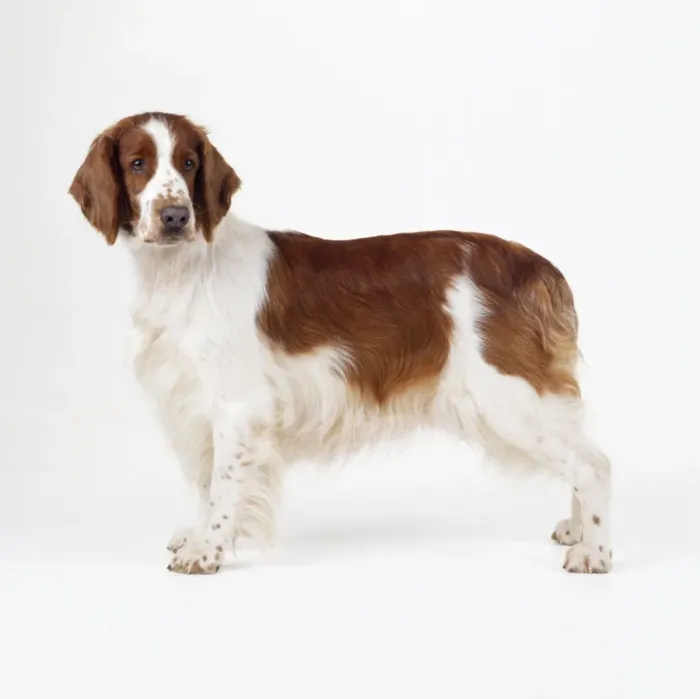 Framed Print : Welsh Springer Spaniel Dog Framed Print : Welsh Springer Spaniel Dog