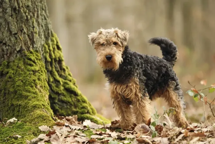 Framed Print : Welsh Terrier Framed Print : Welsh Terrier