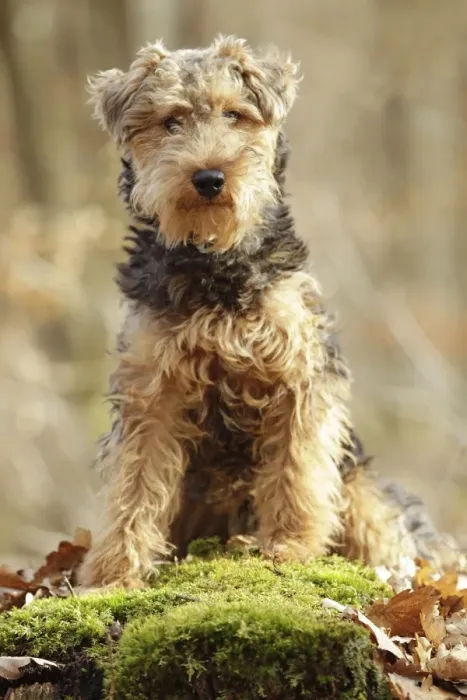 Framed Print : Welsh Terrier Framed Print : Welsh Terrier
