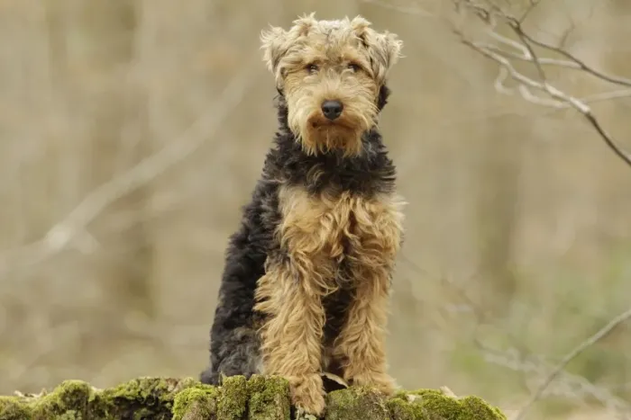 Framed Print : Welsh Terrier Framed Print : Welsh Terrier