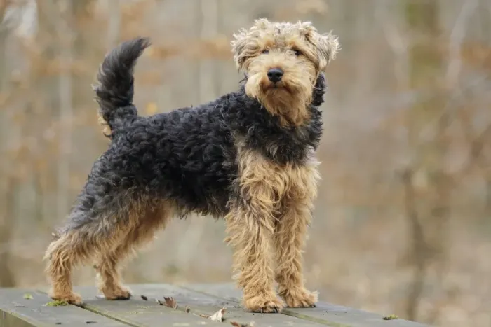 Framed Print : Welsh Terrier Framed Print : Welsh Terrier