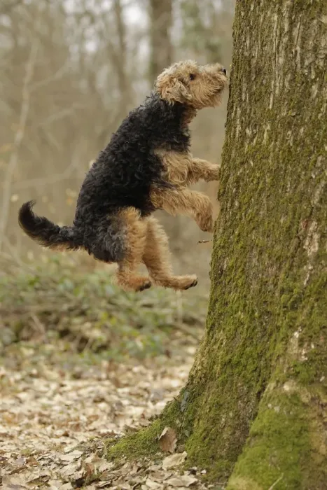 Framed Print : Welsh Terrier Framed Print : Welsh Terrier