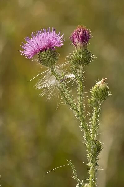 Welted thistle (Carduus acanthoides). Norfolk