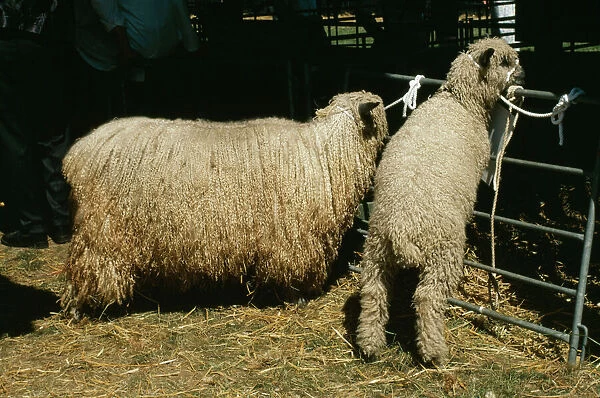 Wensleydale Sheep SGI 2819 & Lamb © ARDEA LONDON