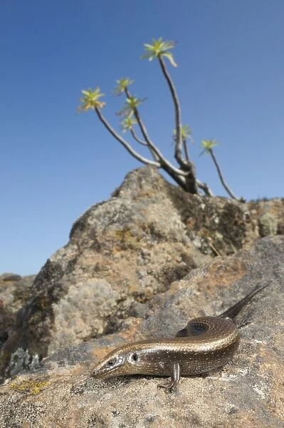 West Canary Skink - basking on the rocks - La Gomera - Canary Islands
