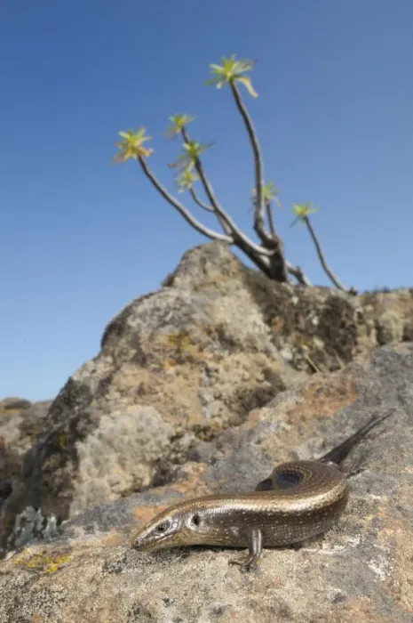 Framed Print : West Canary Skink - basking on the rocks - La Gomera - Canary Islands Framed Print : West Canary Skink - basking on the rocks - La Gomera - Canary Islands