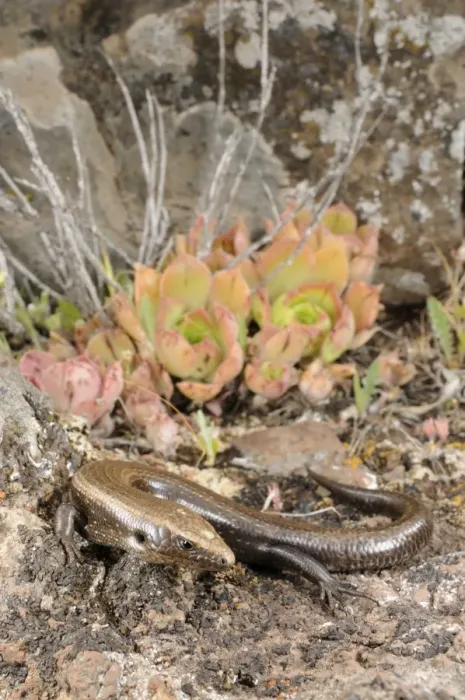 Framed Print : West Canary Skink - La Gomera - Canary Islands Framed Print : West Canary Skink - La Gomera - Canary Islands
