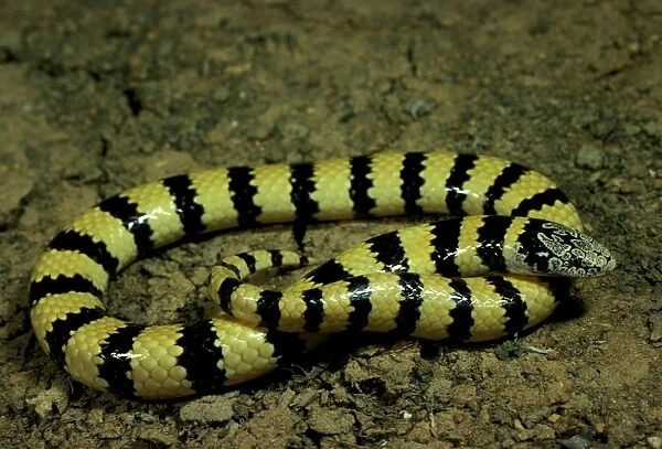 West Coast banded snake. Swims through sand