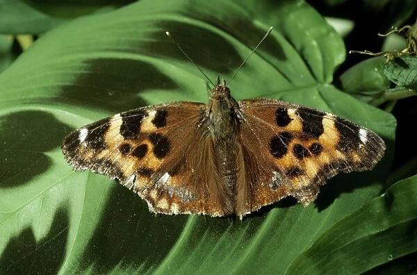 West Coast Lady Butterfly - after wintering Falkland B. C
