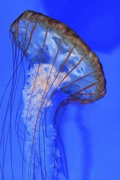 West Coast Sea Nettle Jellyfish - Pacific Ocean