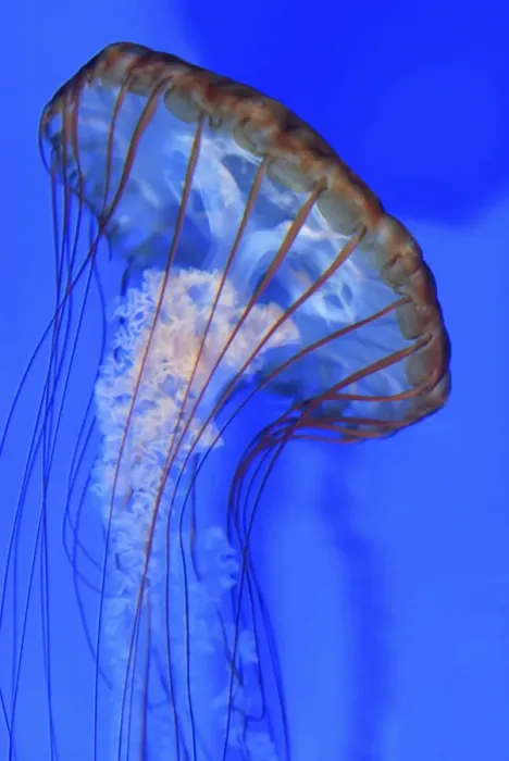 Framed Print : West Coast Sea Nettle Jellyfish - Pacific Ocean Framed Print : West Coast Sea Nettle Jellyfish - Pacific Ocean