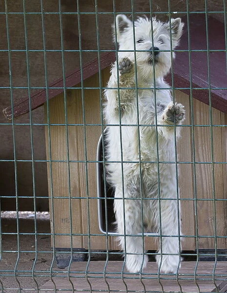 West Highland Terrier dog in a cage