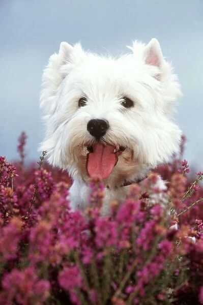 West Highland Terrier Dog In heather