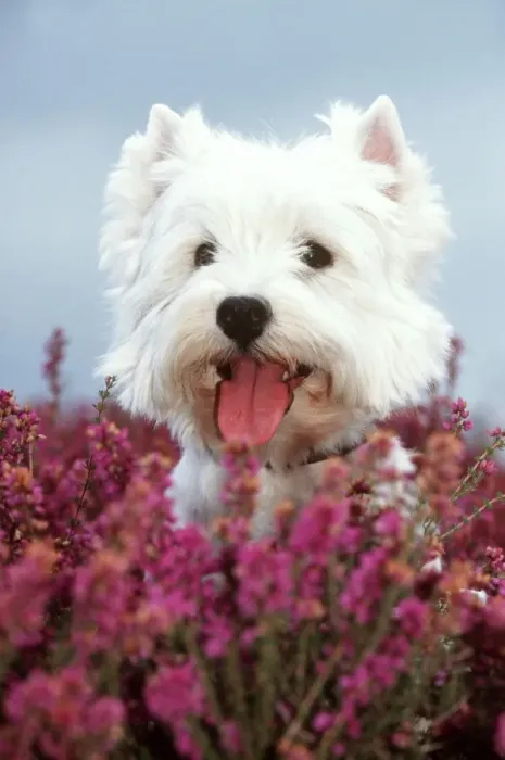 Framed Print : West Highland Terrier Dog In heather Framed Print : West Highland Terrier Dog In heather