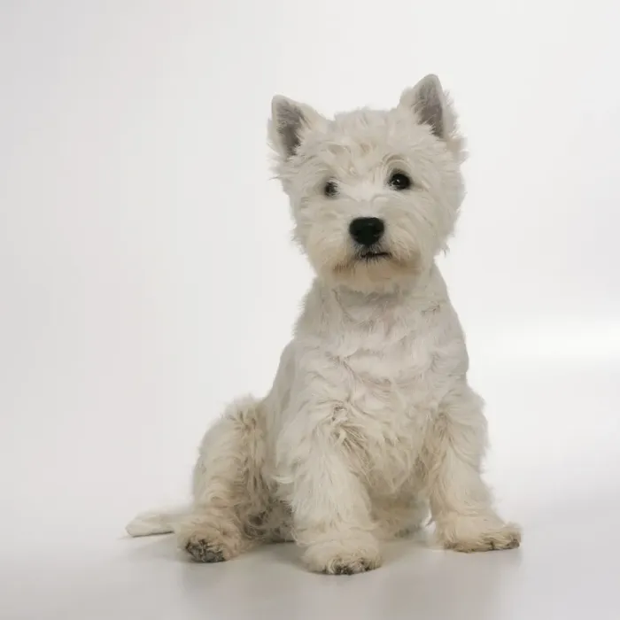 Framed Print : West Highland Terrier Dog JD 16567 © John Daniels / ardea. com Framed Print : West Highland Terrier Dog JD 16567 © John Daniels / ardea. com