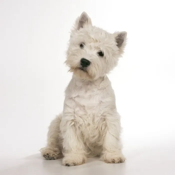 Framed Print : West Highland Terrier Dog JD 16569 © John Daniels / ardea. com Framed Print : West Highland Terrier Dog JD 16569 © John Daniels / ardea. com