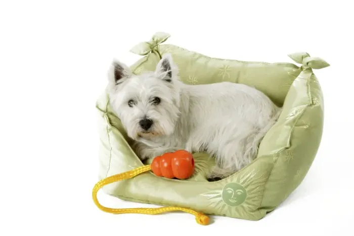 Framed Print : West Highland Terrier Dog - Lying in material basket. With toy Framed Print : West Highland Terrier Dog - Lying in material basket. With toy