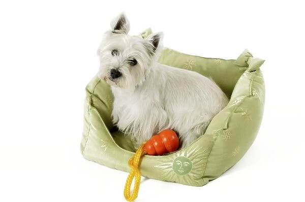 West Highland Terrier Dog - lying in material basket, with toy
