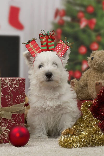 West Highland Terrier Dog, puppy with festive Christmas gifts  /  presents