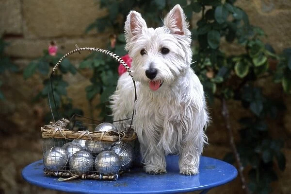 West Highland Terrier FRR 138E On table with boules set © Frederic Rolland  /  ardea. com