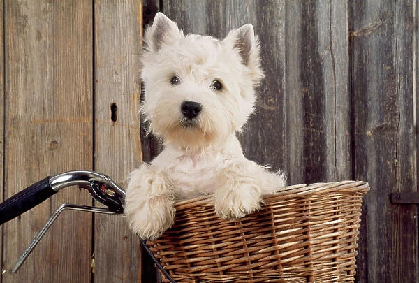West Highland White Terrier Dog - in basket on bicycle