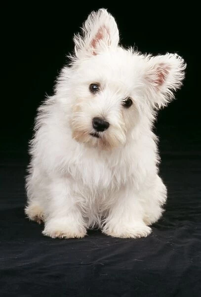 West Highland White Terrier Dog JD 12303 Puppy © John Daniels  /  ardea. com