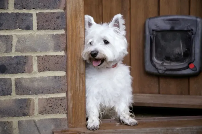 Framed Print : West Highland White Terrier dog at open door Framed Print : West Highland White Terrier dog at open door
